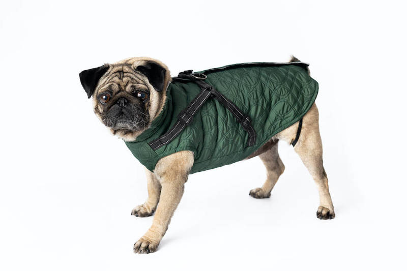 Ubranko dla psa kurtka na jesienne dni zielone XXL